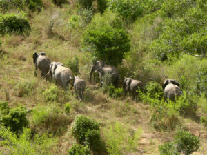 Badeferie og safari i Kenya | South & East African Travel