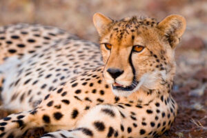 Dyrelivet i Hwange nationalpark