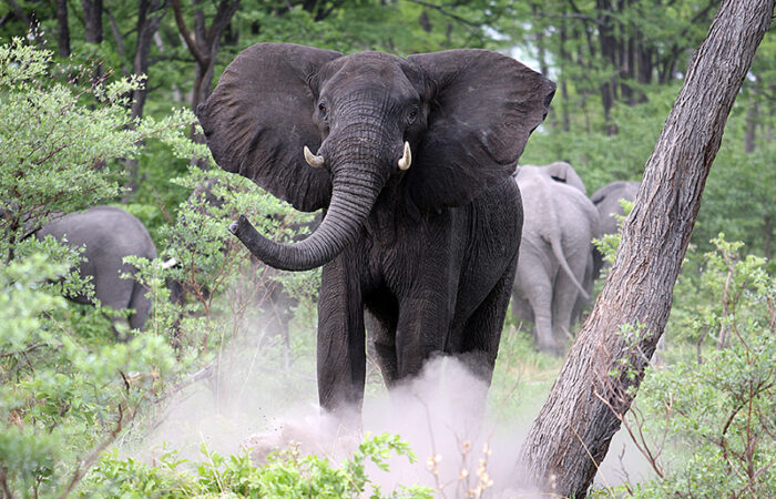 Chobe nationalpark