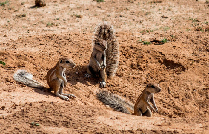 Kgalagadi Transfrontier Park