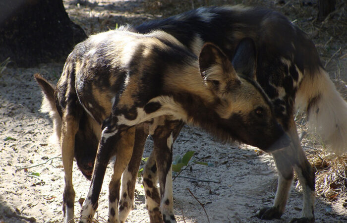 Afrikansk Vildhund