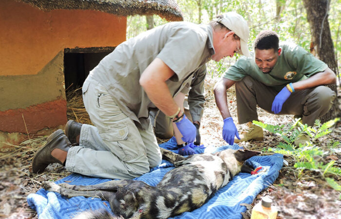 Painted Dog Conservation