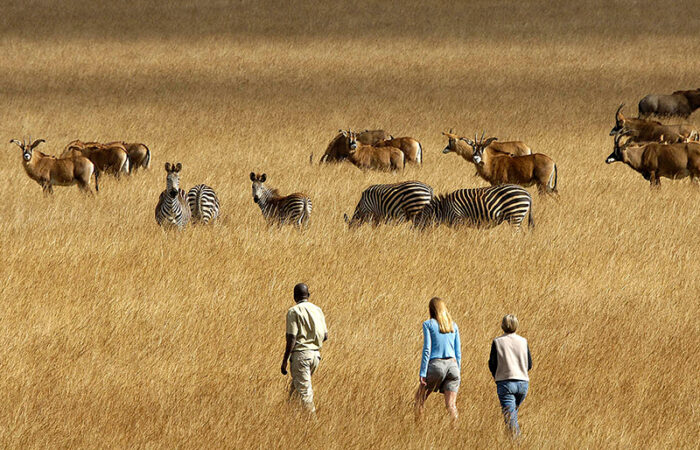 Bushvandring i nyika nationalpark