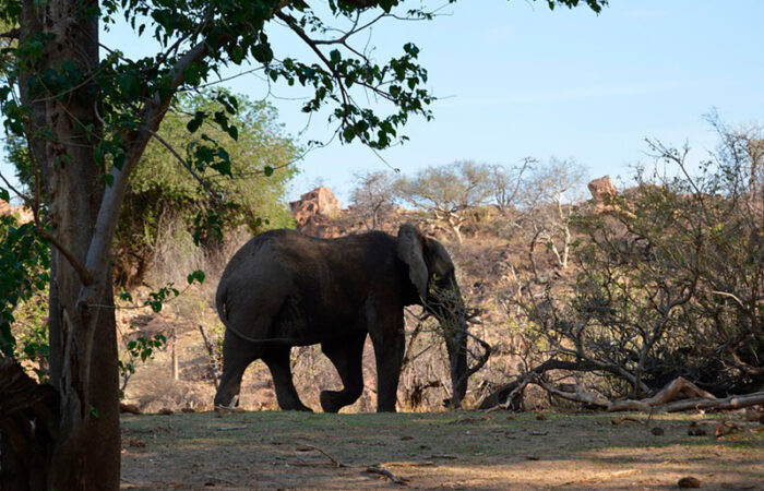 Elefant i Mapungubwe nationalparken