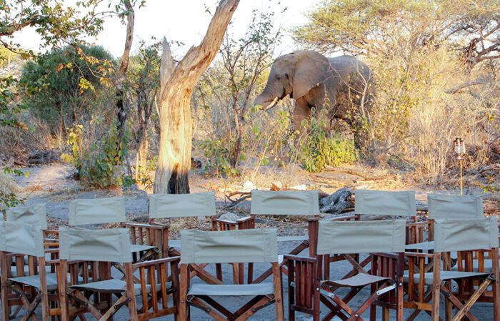 Elefantbesøg i camp - Safari i Botswana og Zimbabwe