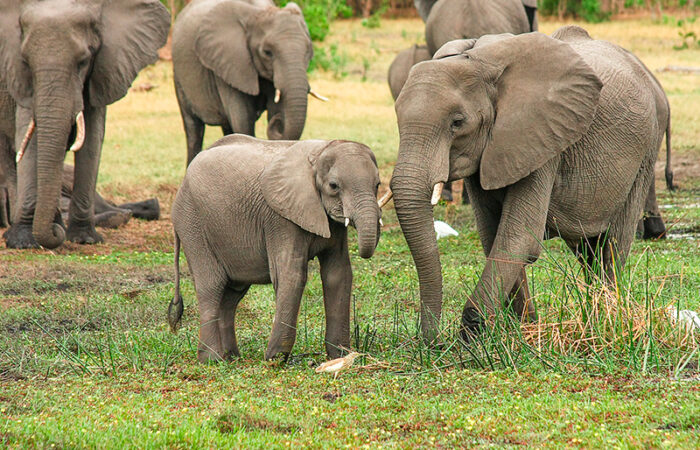 Elefanter i Nkhoakota reservatet, Malawi