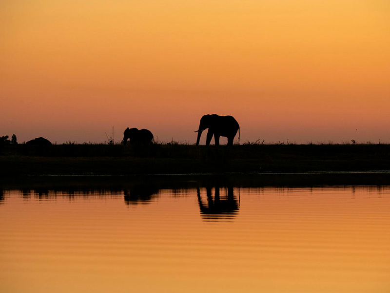 Elefanter ved Chobe-floden