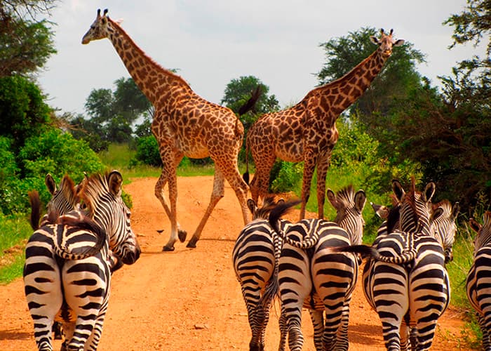 Safari i Tanzania - Mikumi
