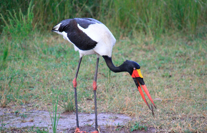 south luangwa nationalpark