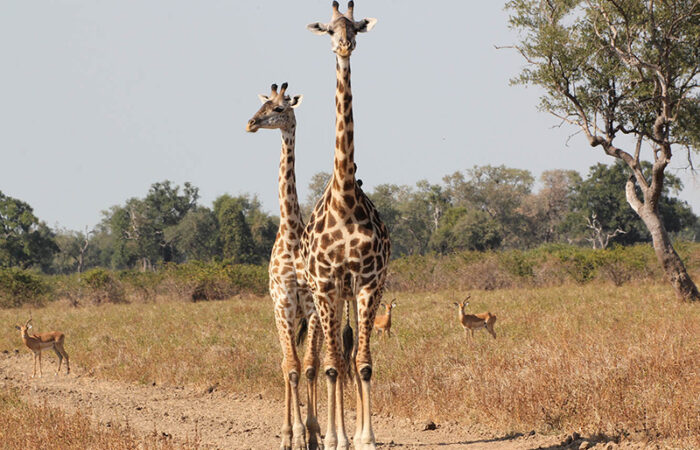 south luangwa nationalpark