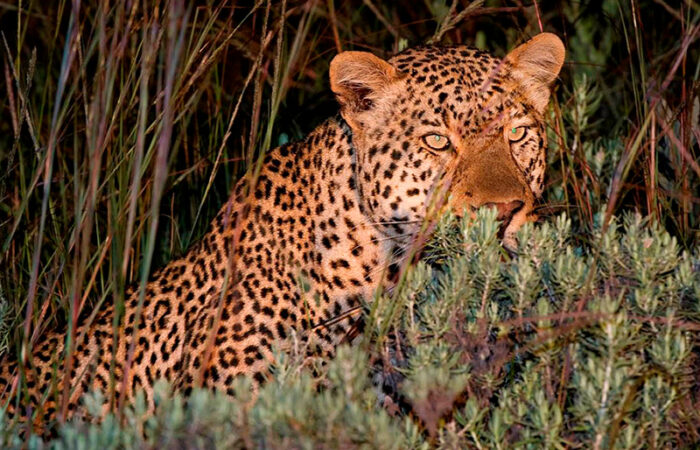 Leopard i nyika nationalpark