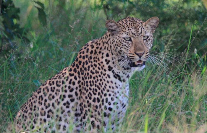 south luangwa nationalpark