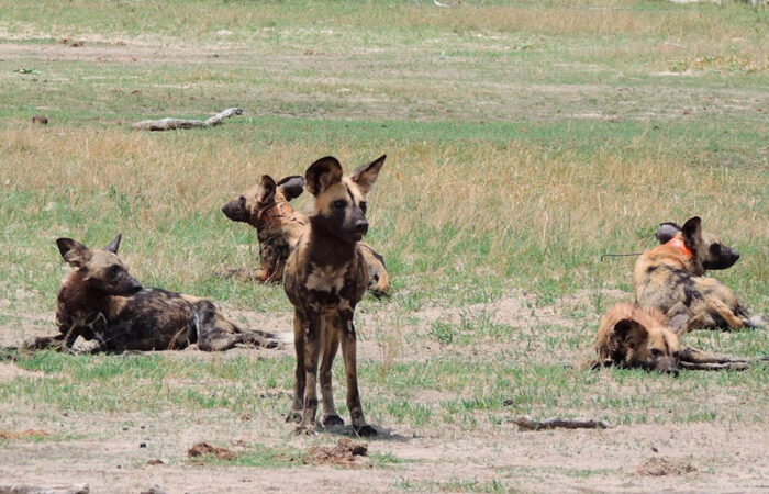 Painted Dog Conservation - hyænehund