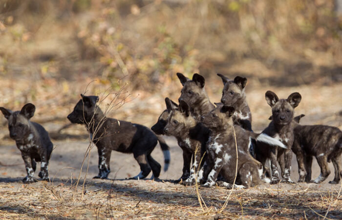 Painted Dog Conservation - hyænehund