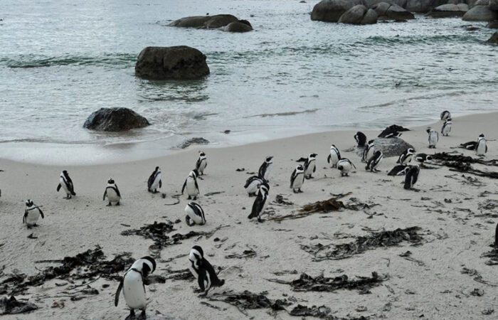 Table Mountain nationalpark, Sydafrika