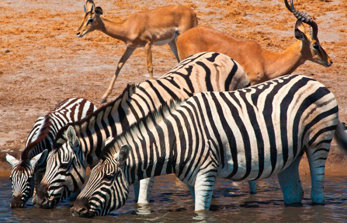 etosha nationalpark