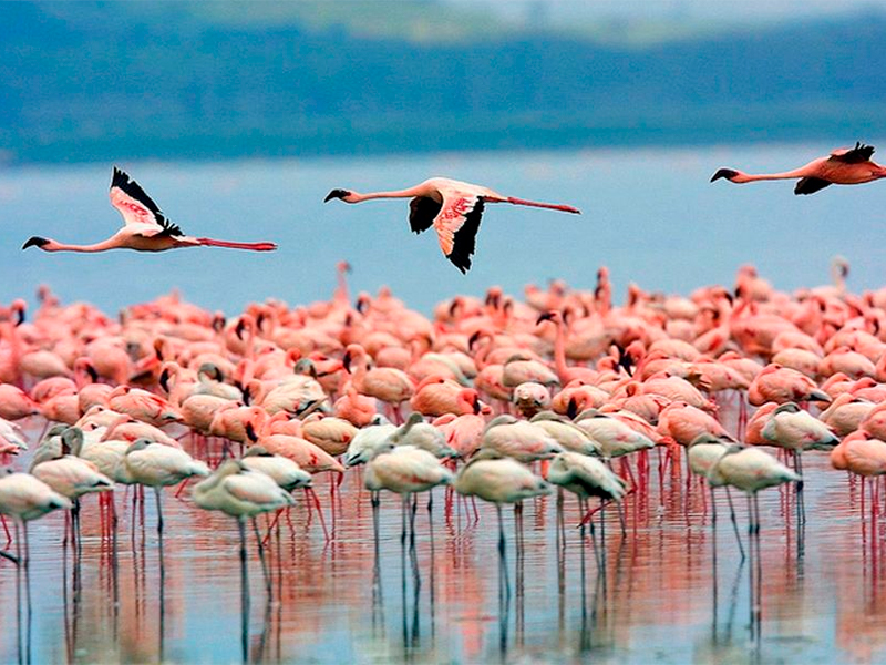 Lake Naivasa nationalpark