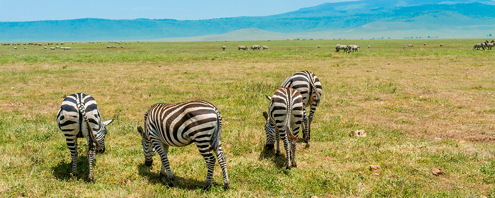 Safari og badeferie i Tanzania