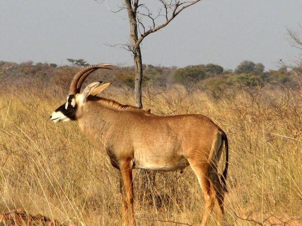 waterberg nationalpark