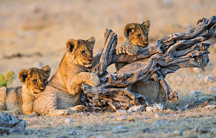 etosha nationalpark