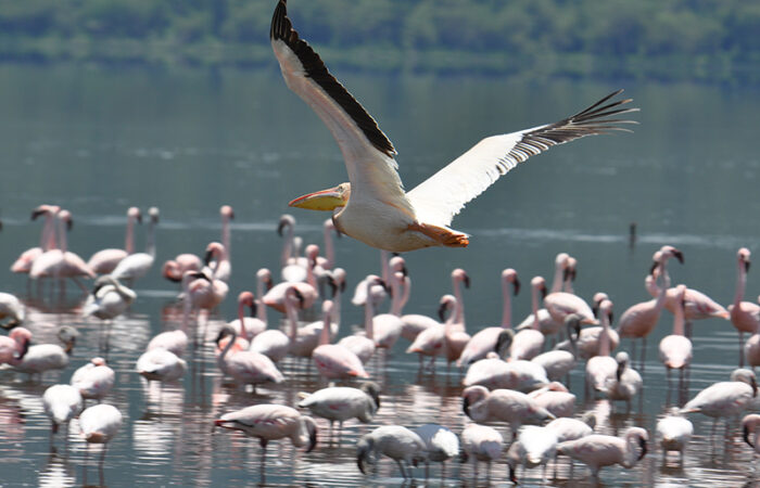 Lake Nakuru nationalpark