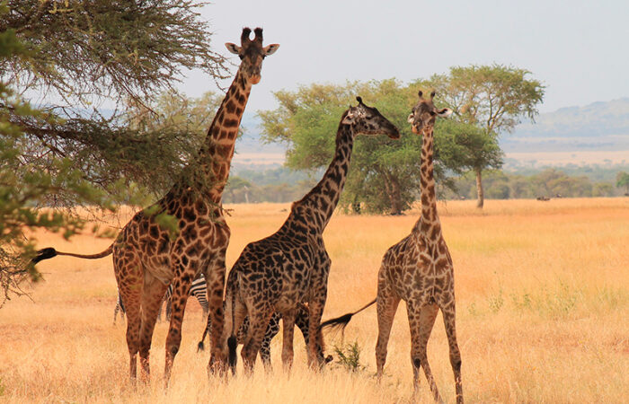 safari og badeferie i Tanzania - giraffer serengeti