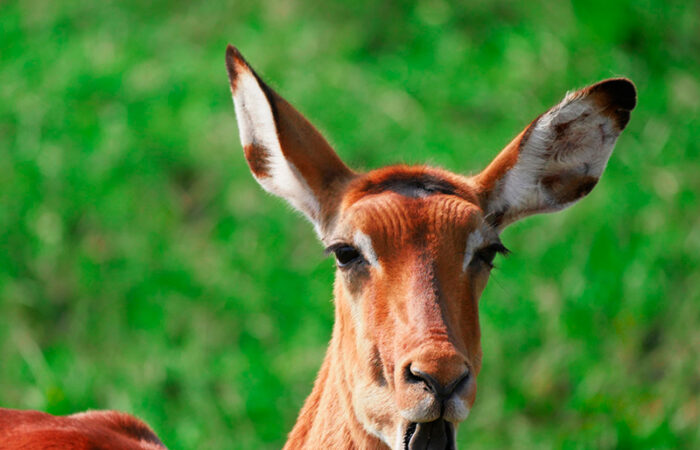 Impala