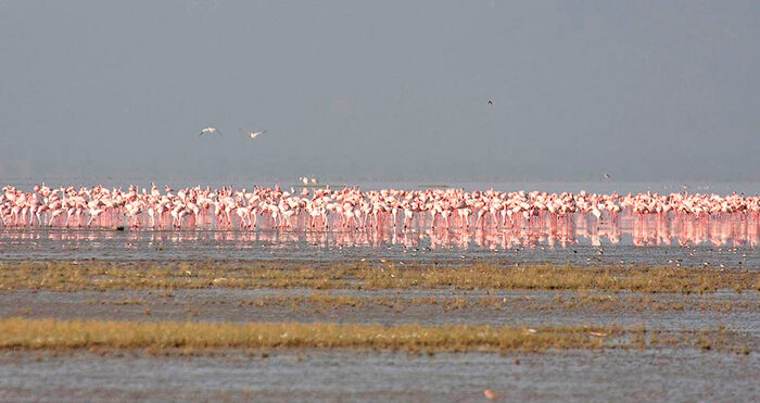 Lille Flamingo -safari og badeferie i Tanzania -