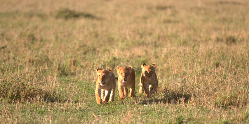 Masai mara safari