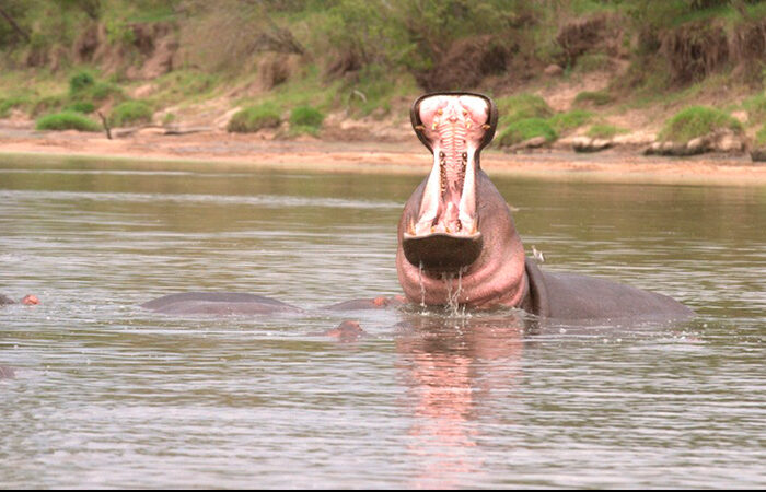 Masai mara