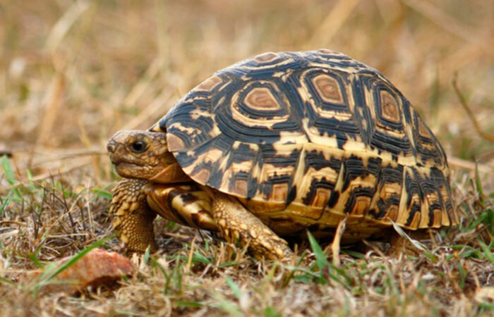 masai mara turtle