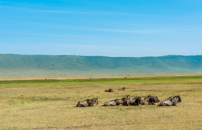 safari og badeferie i Tanzania - Ngorongoro krateret