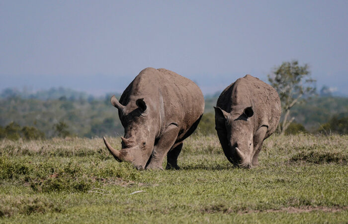 Ol Pejeta