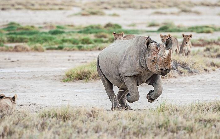 etosha nationalpark