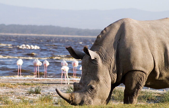 Lake Nakuru nationalpark