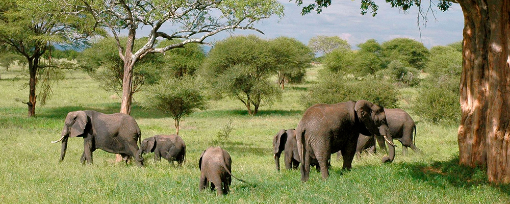 Safari-rundtur i Tanzania