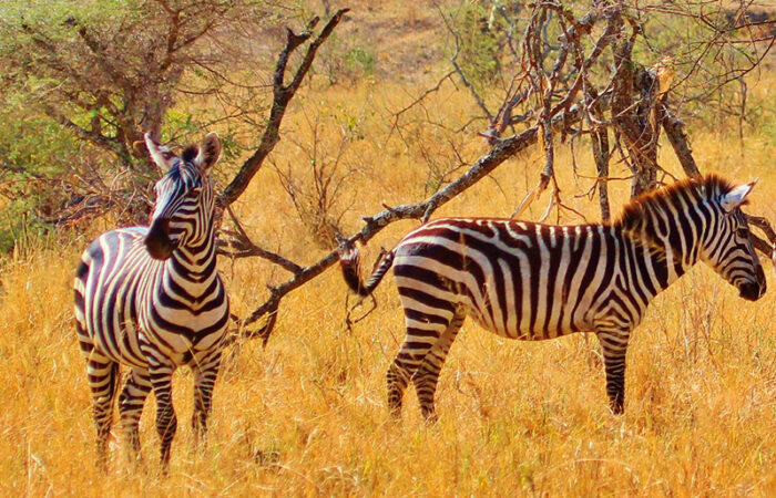 safari og badeferie i Tanzania - zebra