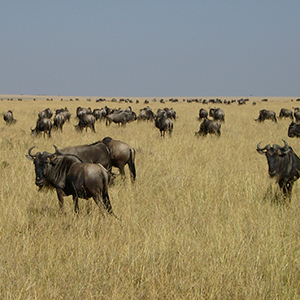 Masai Mara - KENYA