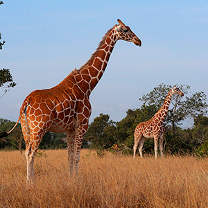 Samburu - KENYA