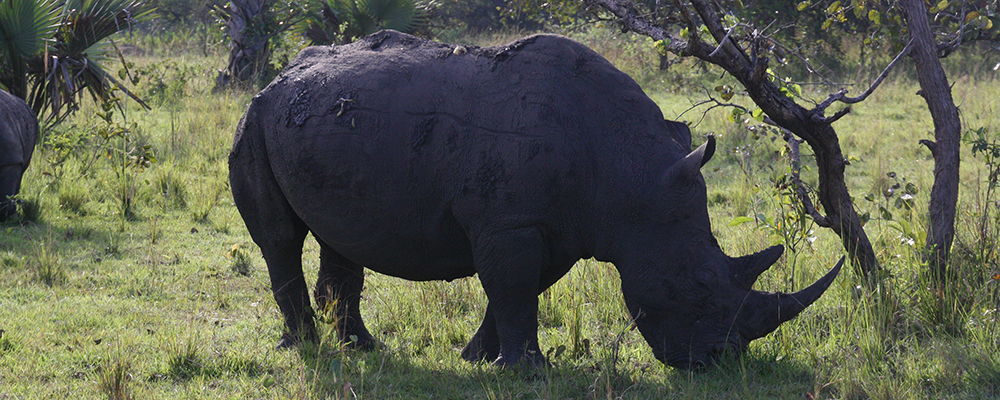 Safari i Sydafrika - 5 dage i Kruger nationalpark