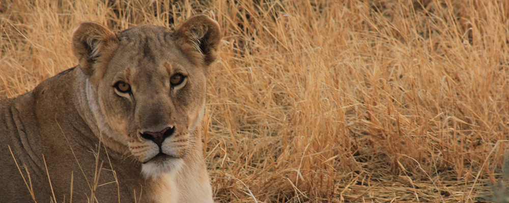 Safari i Sydafrika