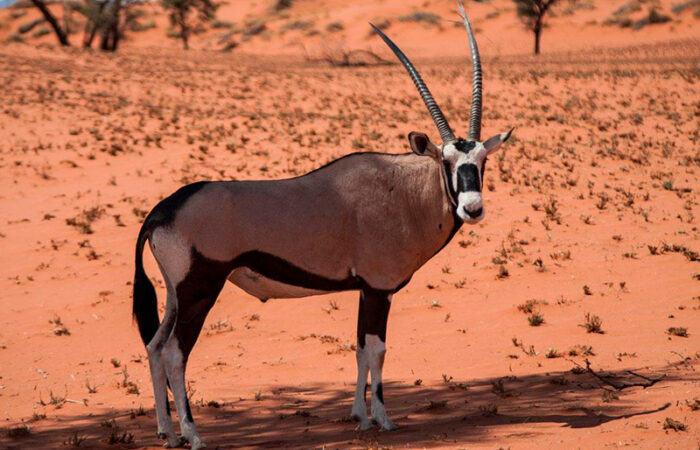 Onyx i Namib Naukluft nationalpark