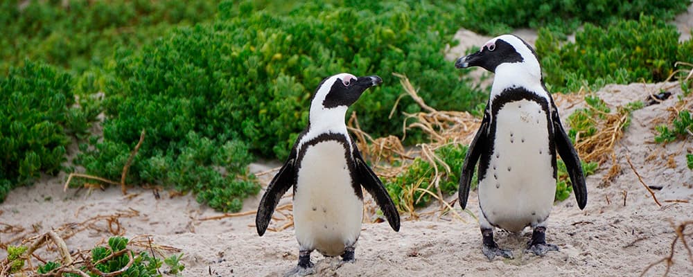 sydafrikanske pingviner